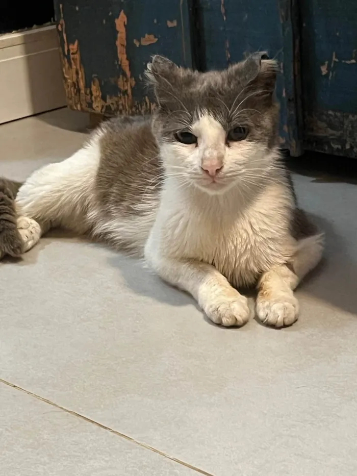 Gato raça SRD-ViraLata idade 1 ano nome Betina