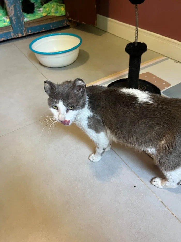 Gato raça SRD-ViraLata idade 1 ano nome Betina