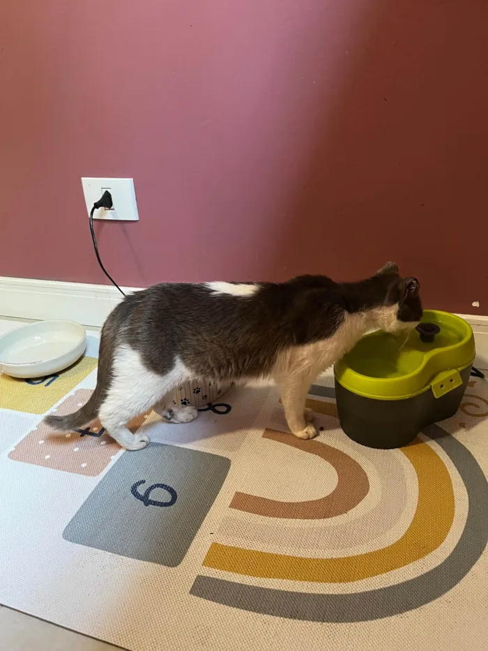 Gato raça SRD-ViraLata idade 1 ano nome Betina