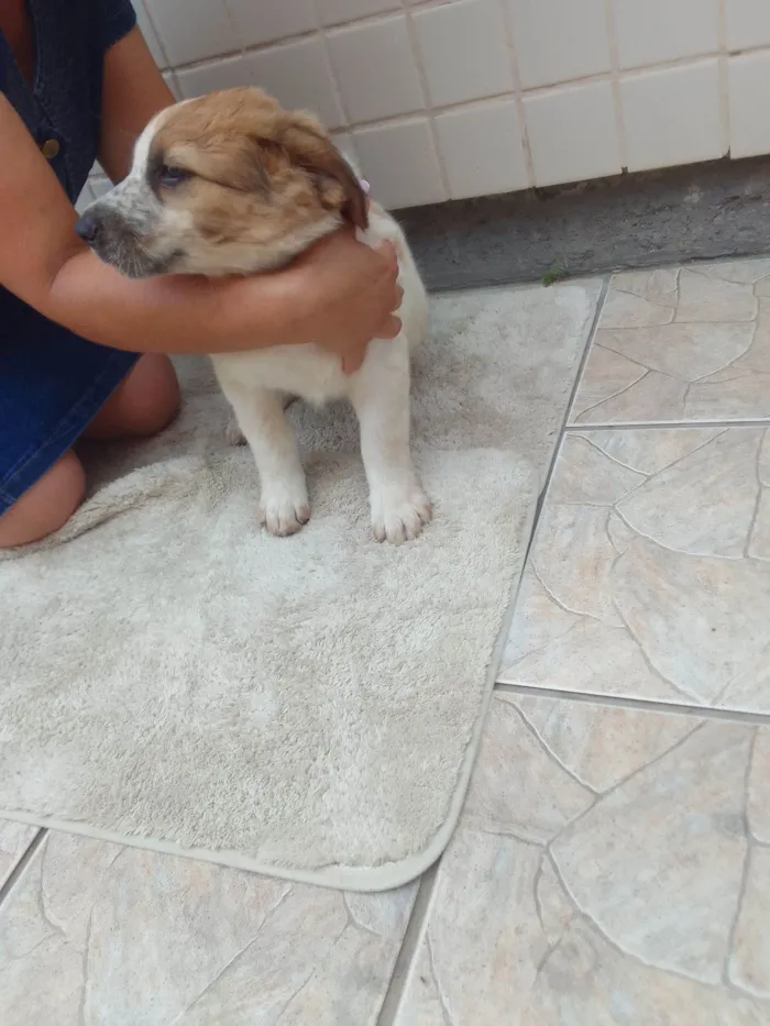 Cachorro raça SRD-ViraLata idade 2 a 6 meses nome Pipoca 