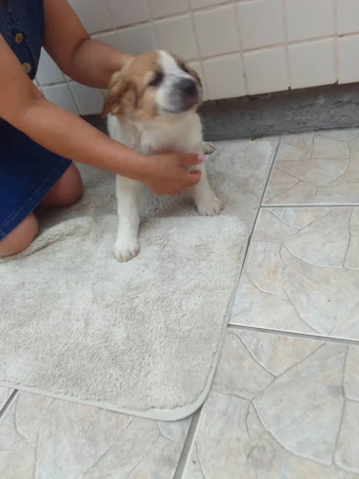 Cachorro raça SRD-ViraLata idade 2 a 6 meses nome Pipoca 