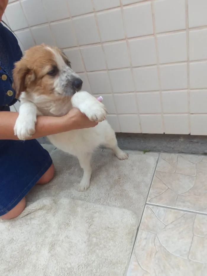 Cachorro raça SRD-ViraLata idade 2 a 6 meses nome Pipoca 