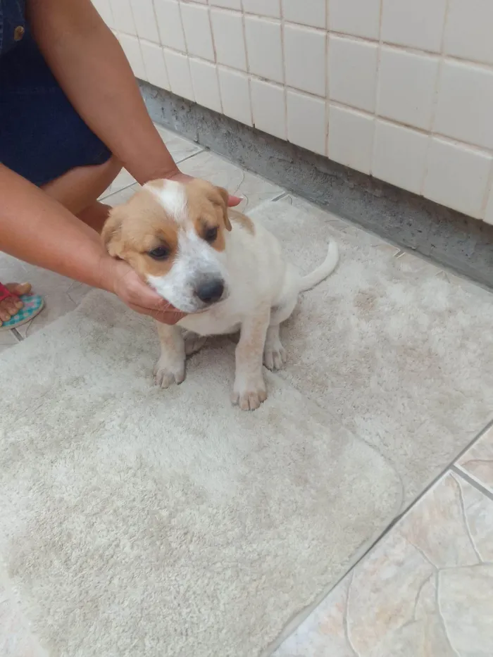 Cachorro raça SRD-ViraLata idade 2 a 6 meses nome Bebê 