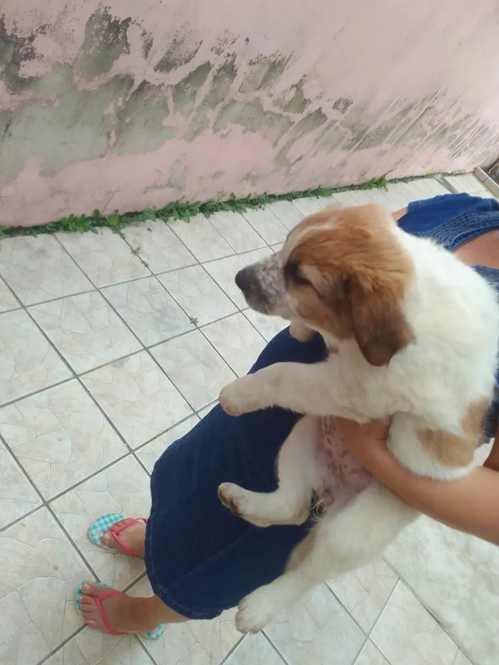 Cachorro raça SRD-ViraLata idade 2 a 6 meses nome Bebê 