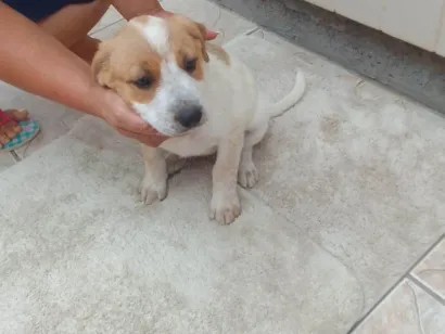 Cachorro raça SRD-ViraLata idade 2 a 6 meses nome Bebê 