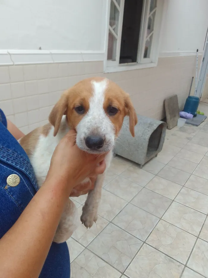 Cachorro raça SRD-ViraLata idade 2 a 6 meses nome Soneca 