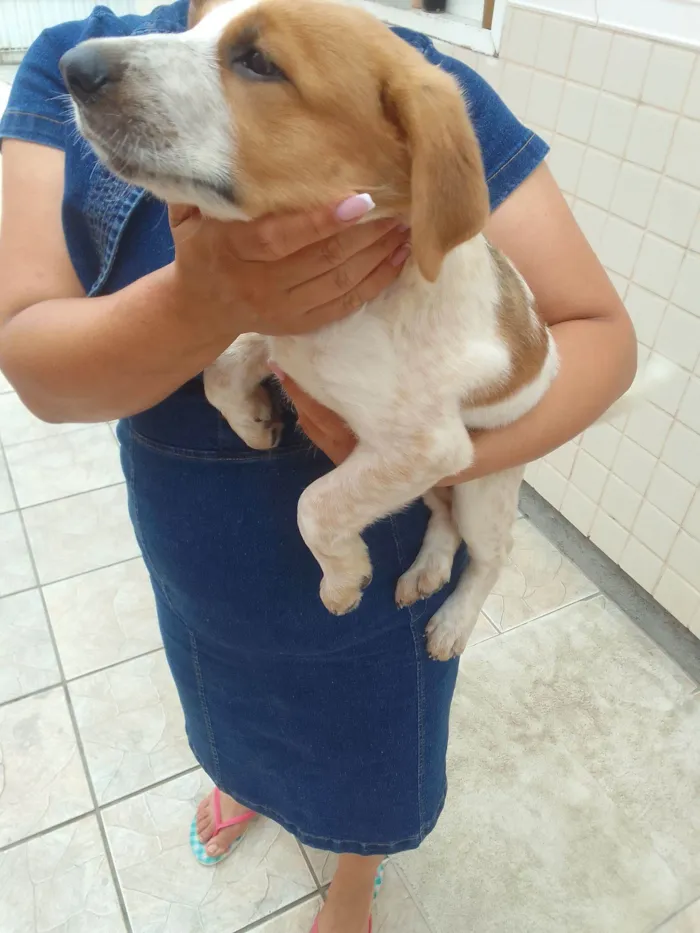 Cachorro raça SRD-ViraLata idade 2 a 6 meses nome Soneca 