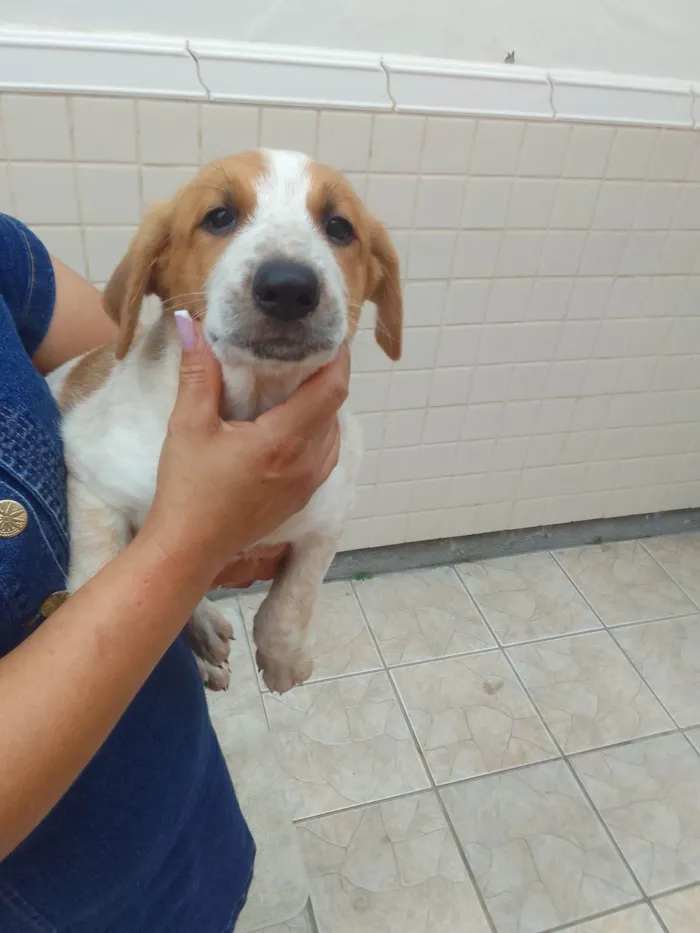 Cachorro raça SRD-ViraLata idade 2 a 6 meses nome Soneca 