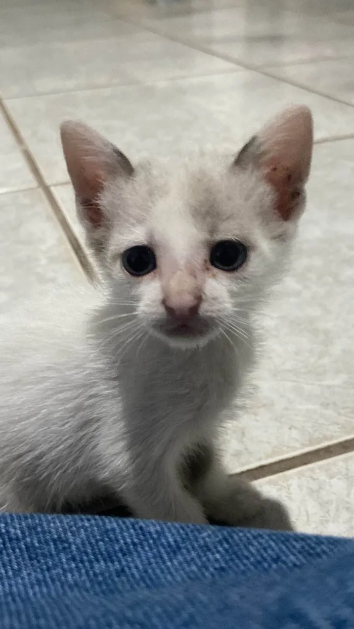 Gato raça SRD-ViraLata idade Abaixo de 2 meses nome Ziggo