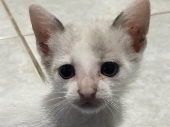 Gato raça SRD-ViraLata idade Abaixo de 2 meses nome Ziggo