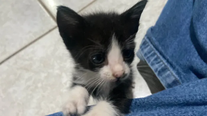 Gato raça SRD-ViraLata idade Abaixo de 2 meses nome Ricky