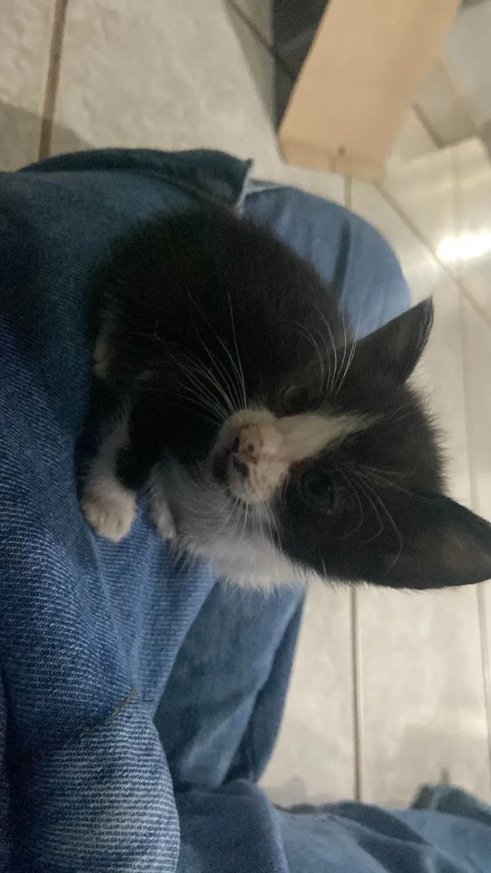 Gato raça SRD-ViraLata idade Abaixo de 2 meses nome Ricky