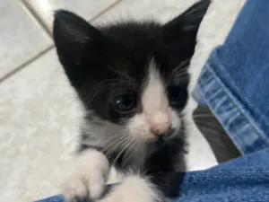 Gato raça SRD-ViraLata idade Abaixo de 2 meses nome Ricky