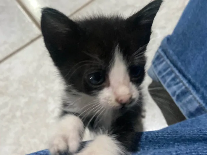 Gato raça SRD-ViraLata idade Abaixo de 2 meses nome Ricky