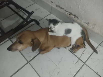 Gato raça SRD-ViraLata idade 2 a 6 meses nome Morgana 