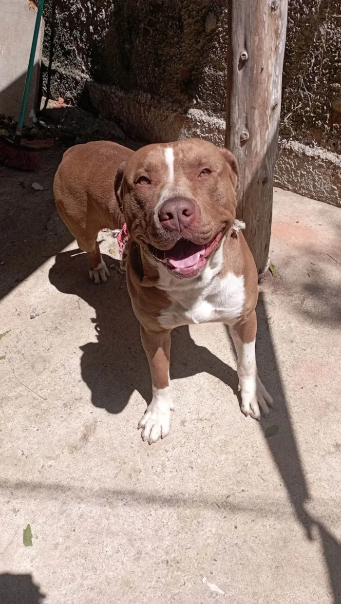 Cachorro raça Pit-Bull idade 2 anos nome Bud