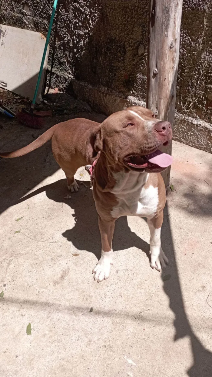 Cachorro raça Pit-Bull idade 2 anos nome Bud