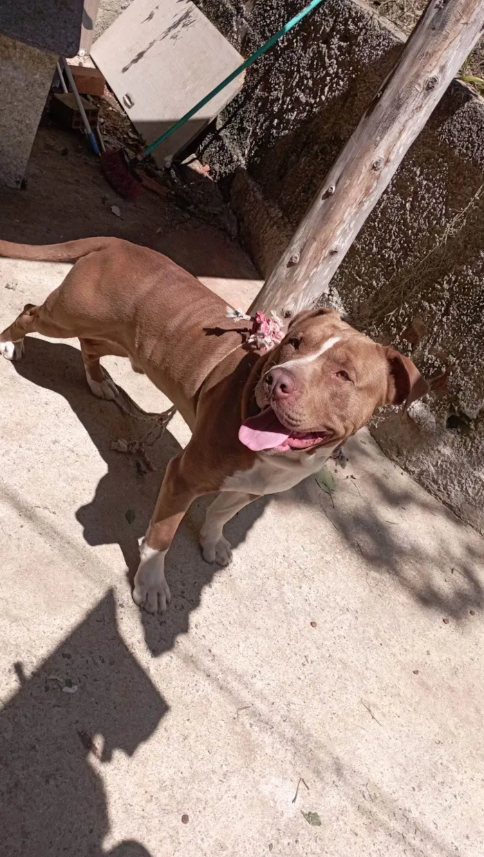 Cachorro raça Pit-Bull idade 2 anos nome Bud
