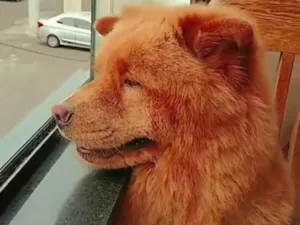 Cachorro raça Chow Chow idade 5 anos nome Duque