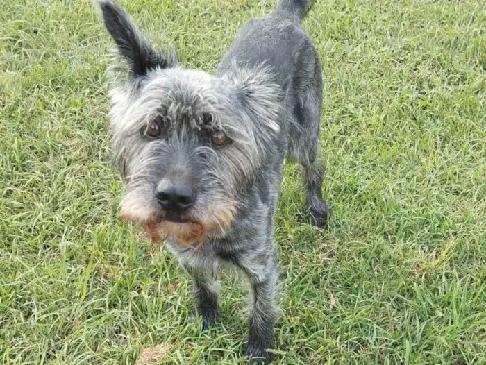 Cachorro raça SRD-ViraLata idade 2 anos nome Ainda sem nome 