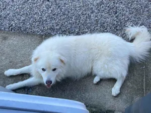 Cachorro raça Pastor Alemão idade 4 anos nome Apolo