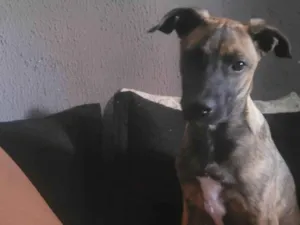 Cachorro raça SRD-ViraLata idade 2 a 6 meses nome Fiona