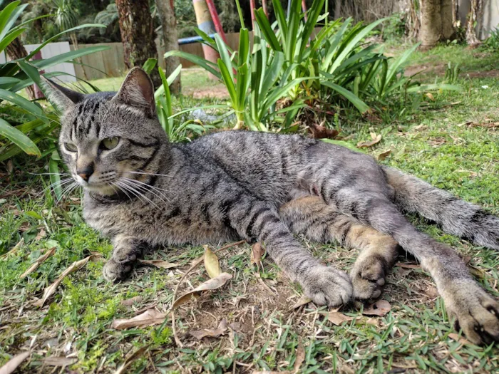 Gato raça SRD-ViraLata idade 2 anos nome Mel 