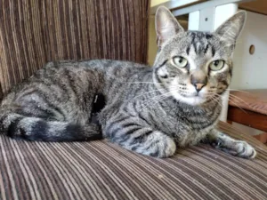 Gato raça SRD-ViraLata idade 2 anos nome Mel 