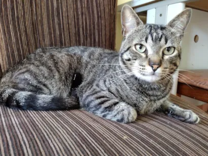 Gato raça SRD-ViraLata idade 2 anos nome Mel 