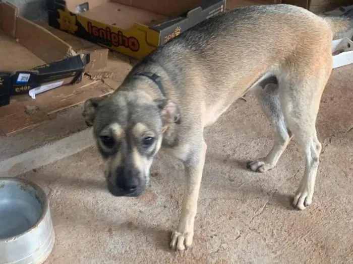 Cachorro raça SRD-ViraLata idade 7 a 11 meses nome Zira