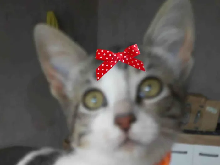 Gato raça SRD-ViraLata idade 2 a 6 meses nome Mia 