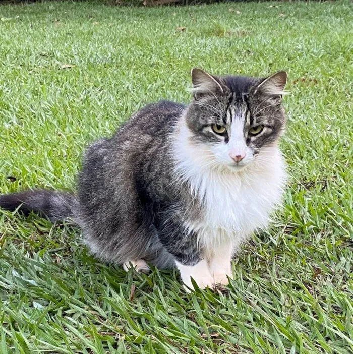Gato raça SRD-ViraLata idade 6 ou mais anos nome Dudu