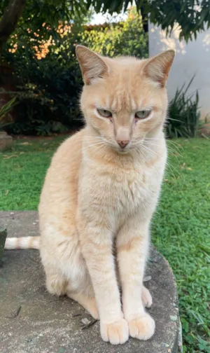 Gato raça SRD-ViraLata idade 4 anos nome Mila