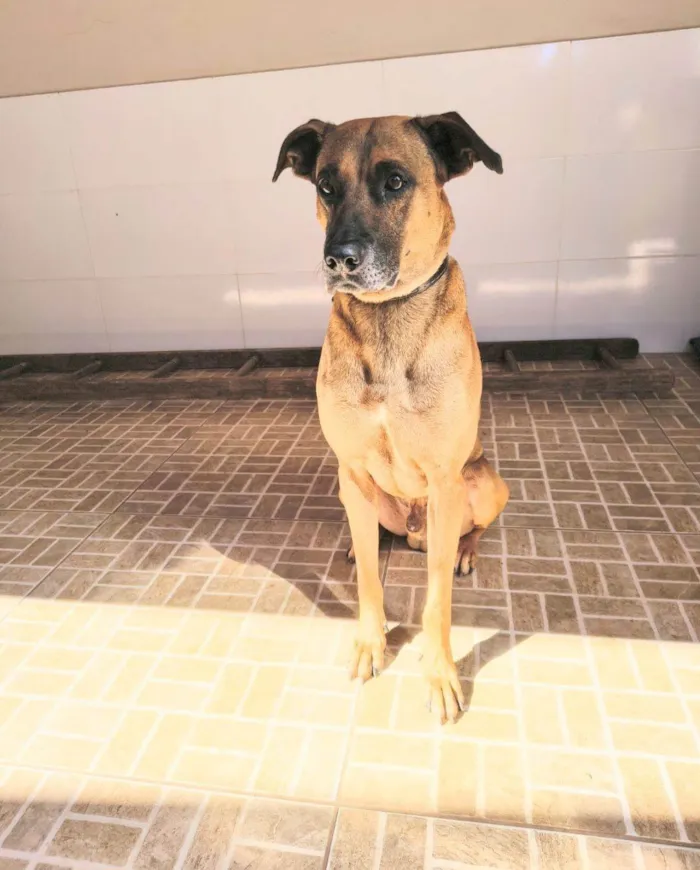 Cachorro raça SRD-ViraLata idade 4 anos nome Jacob