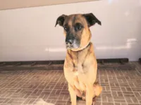 Cachorro raça SRD-ViraLata idade 4 anos nome Jacob