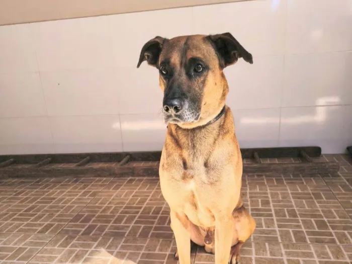 Cachorro raça SRD-ViraLata idade 4 anos nome Jacob