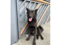 Cachorro raça SRD-ViraLata idade 7 a 11 meses nome Spike