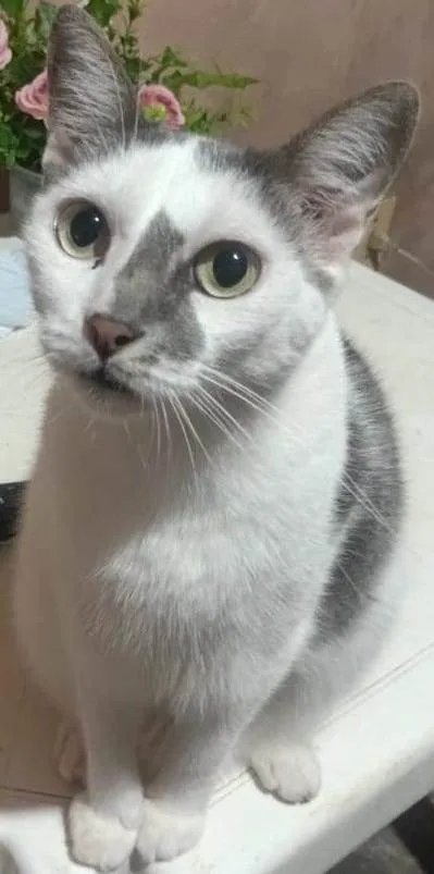 Gato raça SRD-ViraLata idade 5 anos nome Nina