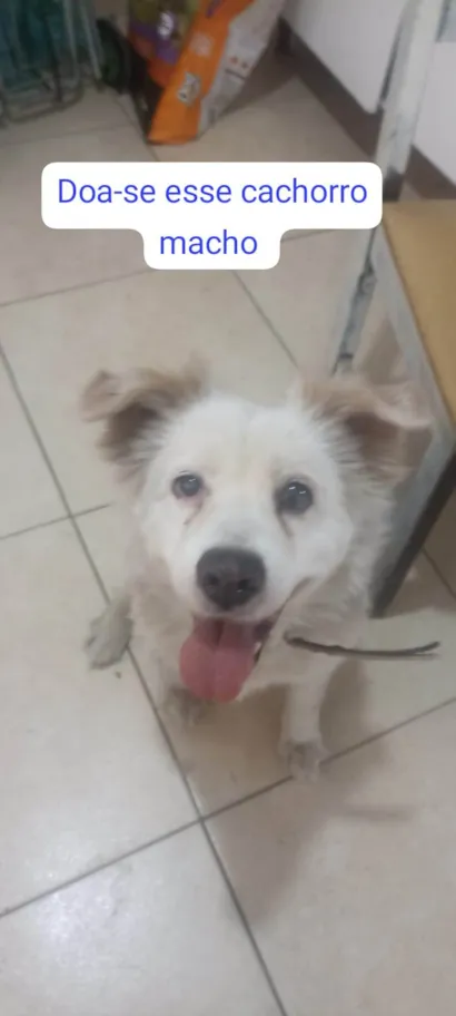 Cachorro raça SRD-ViraLata idade 5 anos nome Banco