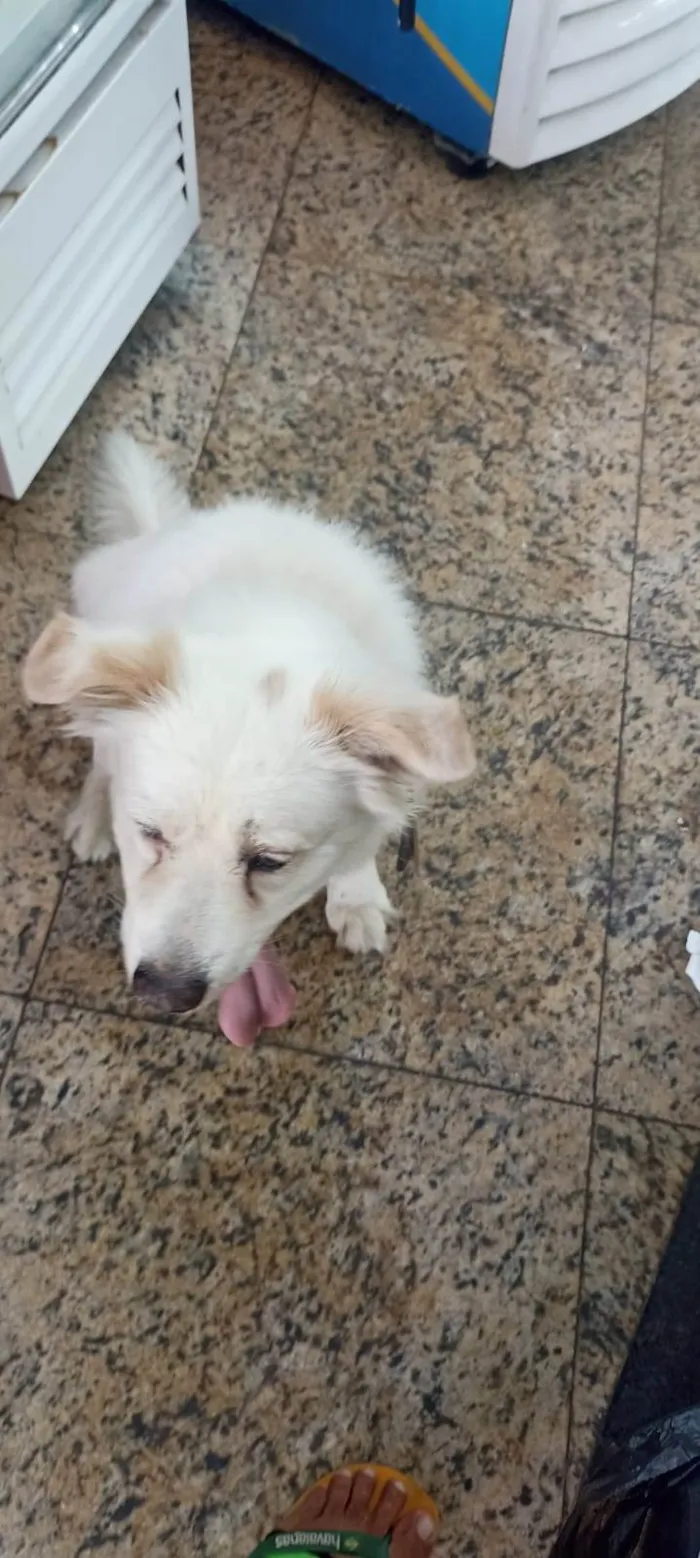 Cachorro raça SRD-ViraLata idade 5 anos nome Banco