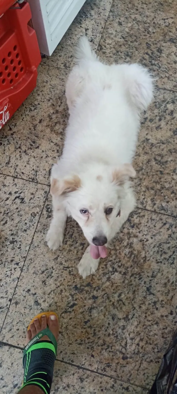 Cachorro raça SRD-ViraLata idade 5 anos nome Banco