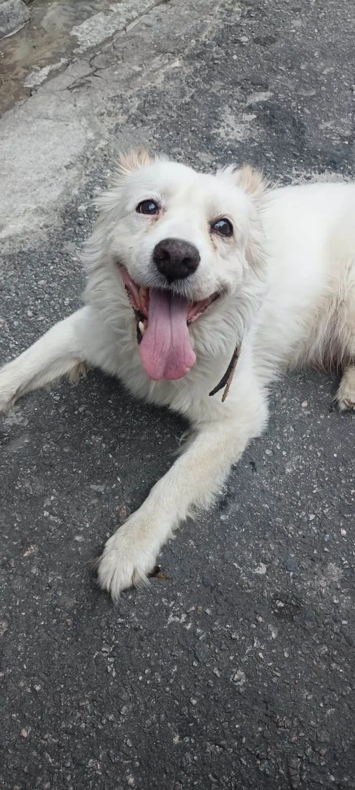 Cachorro raça SRD-ViraLata idade 5 anos nome Banco