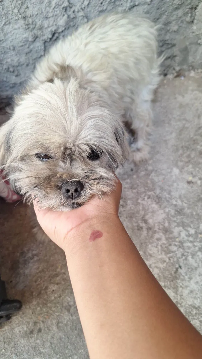 Cachorro raça Shitzu idade 5 anos nome Boby
