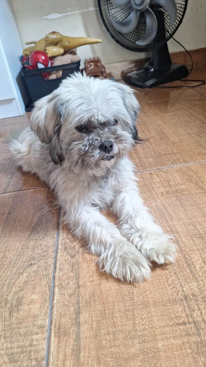 Cachorro raça Shitzu idade 5 anos nome Boby