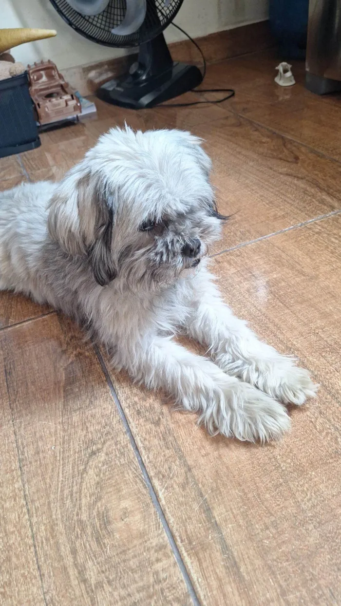 Cachorro raça Shitzu idade 5 anos nome Boby