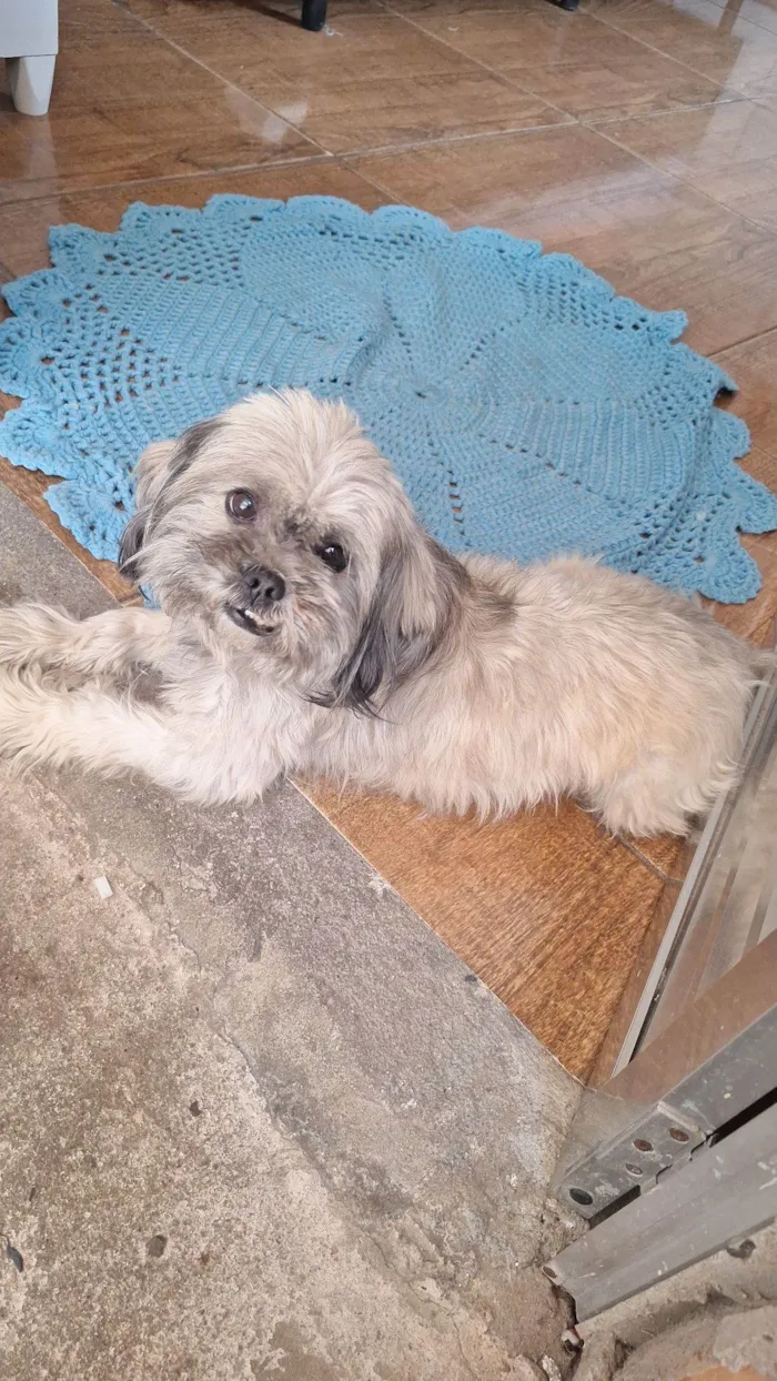 Cachorro raça Shitzu idade 5 anos nome Boby