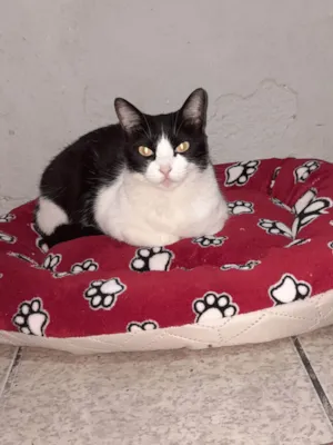 Gato raça SRD-ViraLata idade 6 ou mais anos nome Safira 