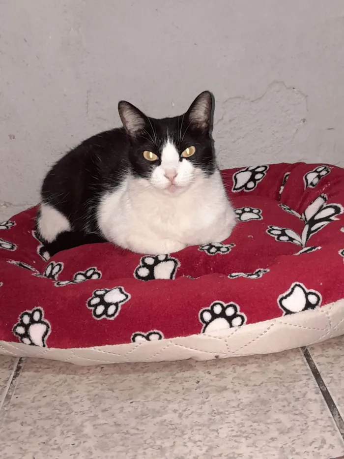 Gato raça SRD-ViraLata idade 6 ou mais anos nome Safira 