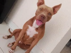 Cachorro raça Pit-Bull idade 2 anos nome Pétala 