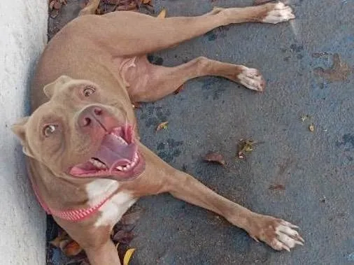 Cachorro raça Pit-Bull idade 2 anos nome Pétala 